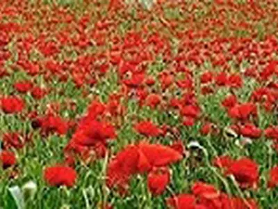 Ferienhaus für 2 Personen (14 m²) in Binz (Ostseebad) 8/10