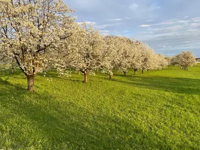 Ferienhaus für 6 Personen (130 m²) in Gößweinstein 3/10