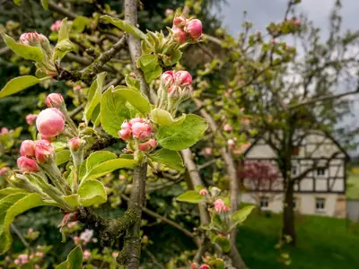 garten_5___kopie