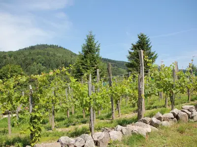 GardenSummer