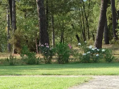 Garten. Wiese