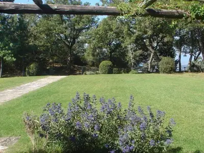 Garten. Wiese