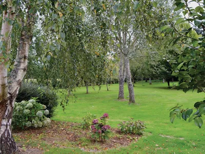 garden
