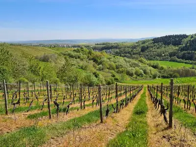 Ferienhaus für 4 Personen (95 m²) in Stromberg 9/10
