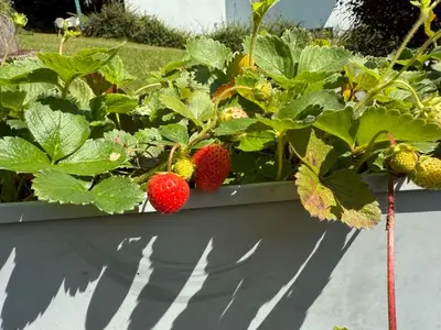 Ferienhaus für 4 Personen (58 m²) in Losheim Am See 6/10