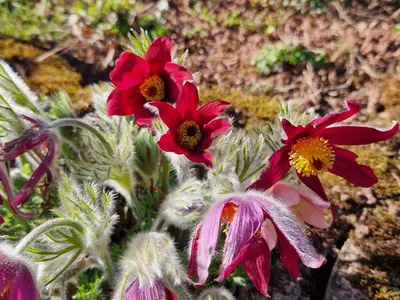 Ferienhaus für 4 Personen (58 m²) in Losheim Am See 10/10
