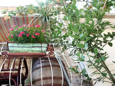GardenSummer