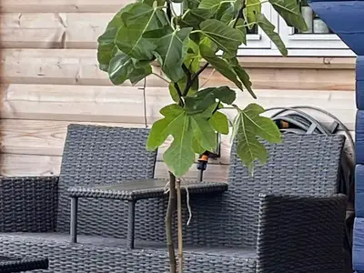 Outdoor