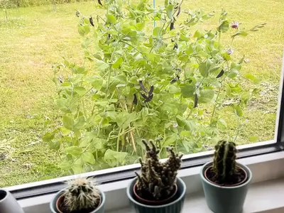 Indoor