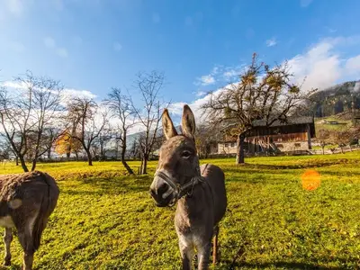 Ferienhaus für 10 Personen (117 m²) in Fügenberg 4/10