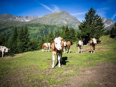Ferienhaus für 4 Personen (55 m²) 8/10