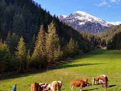 Kühe vor der Hütte