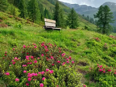 Almrosenblüte im Juni