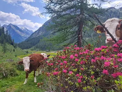 Ferienhaus für 6 Personen (64 m²) in Innervillgraten 9/10