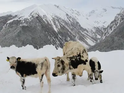 Ferienhaus für 2 Personen (40 m²) in Luttach 5/10