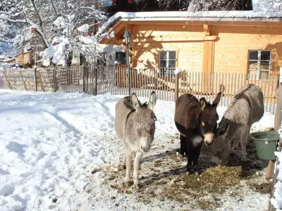 Ferienhaus für 6 Personen (80 m²) in Döllach 4/10