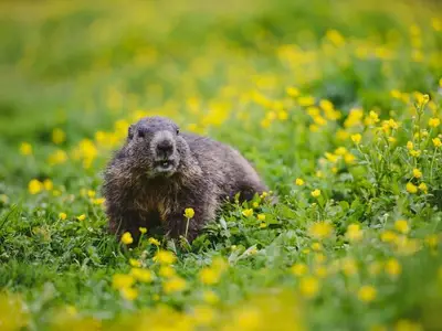 Ferienhaus für 14 Personen (140 m²) in Pruggern 7/10