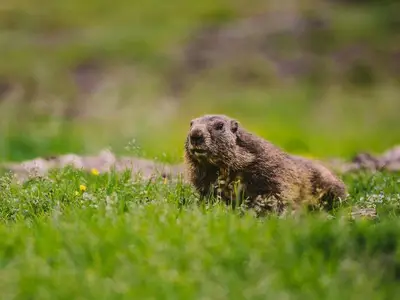 Ferienhaus für 14 Personen (140 m²) in Pruggern 9/10