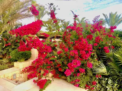 Garten. Bouganvilla Farbenrausch November 2022