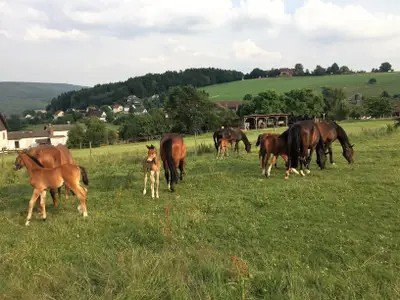 Stuten mit Fohlen auf der Weide