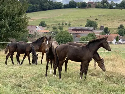 Junge Stuten auf der Weide