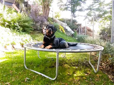 Ferienhaus für 6 Personen (125 m²) in Bad Lauterberg 7/10