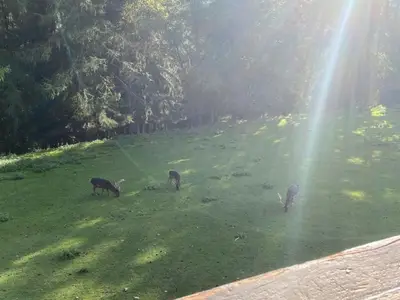 Ferienhaus für 5 Personen (55 m²) in Peterdorf 5/10