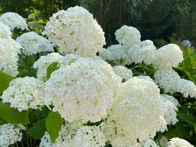 Ferienhaus für 5 Personen (100 m²) in Karlshagen 9/10