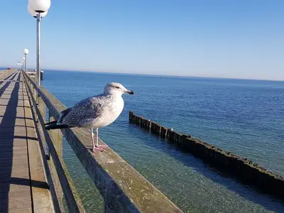 Ferienhaus für 4 Personen (125 m²) in Bastorf 5/10