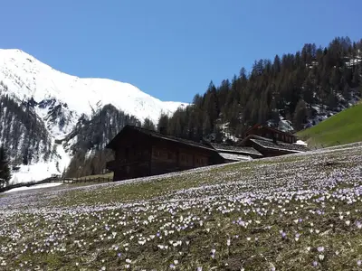 Frühling auf der Alfenalm