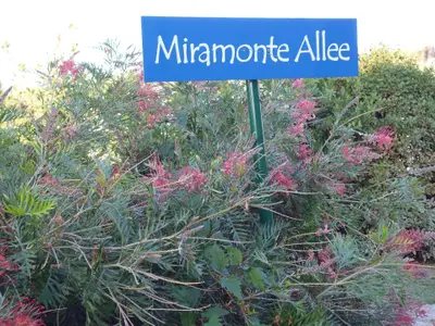 Miramonte Allee