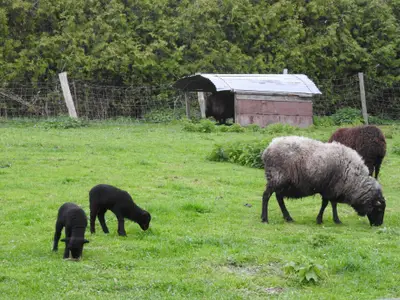 Ferienhaus für 2 Personen (55 m²) in Barkau 10/10