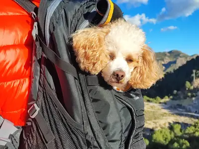 Ferienhaus für 6 Personen (270 m²) in Ricote 9/10