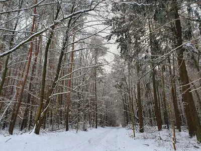 Ferienhaus für 9 Personen (140 m²) in Göhren Lebbin 3/10
