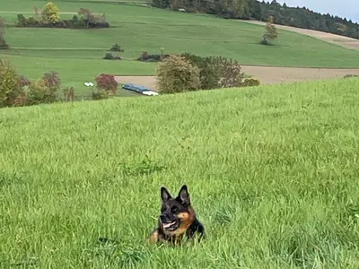 Ferienhaus für 4 Personen (71 m²) in Bonndorf im Schwarzwald 9/10