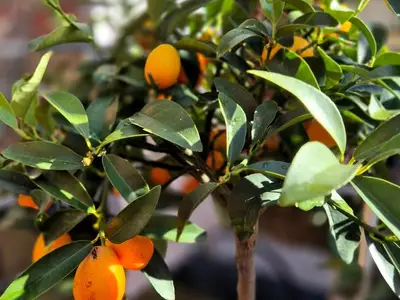 Ferienhaus für 2 Personen (60 m²) in Neukalen 5/10