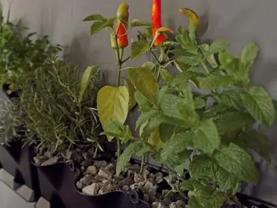 Ferienhaus für 7 Personen (250 m²) in La Concepción 10/10