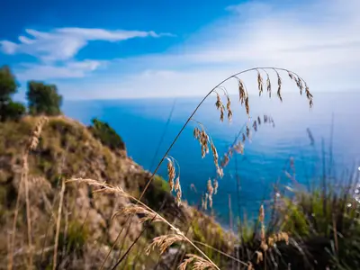 Ferienhaus für 6 Personen (70 m²) in Pisciotta 2/10