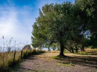 Ferienhaus für 6 Personen (70 m²) in Pisciotta 3/10