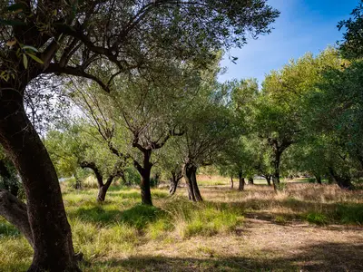 Ferienhaus für 6 Personen (70 m²) in Pisciotta 8/10