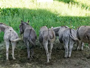 Ferienhaus für 4 Personen (70 m²) in Löhma