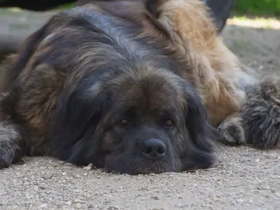 Ferienhaus für 4 Personen (70 m²) in Löhma 10/10