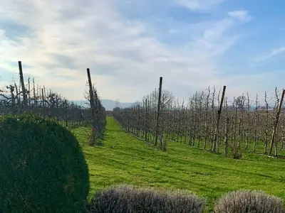 Ferienhaus für 4 Personen (65 m²) in Bodman 3/10