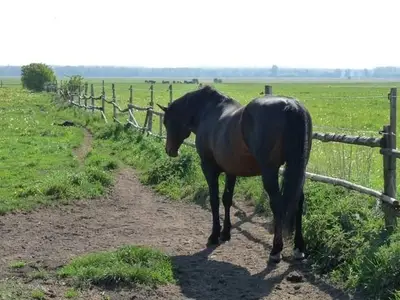 Ferienhaus für 8 Personen (100 m²) in Gramzow 2/10