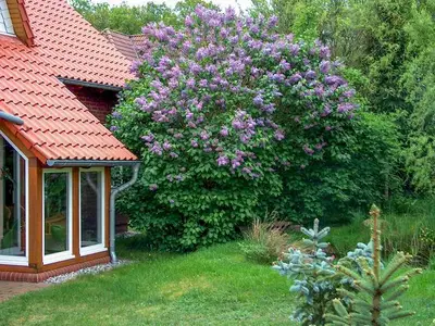 Ferienhaus für 6 Personen (120 m²) in Göhren Lebbin 3/10