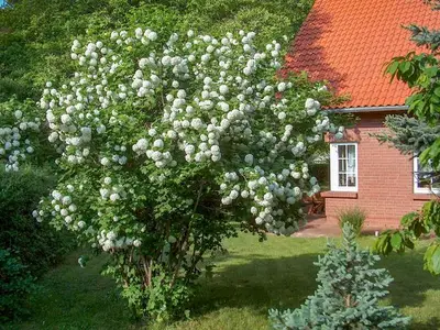 Ferienhaus für 6 Personen (120 m²) in Göhren Lebbin 4/10