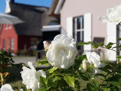 Ferienhaus für 5 Personen (97 m²) in Zierow 3/10