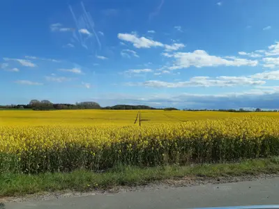 Ferienhaus für 8 Personen (140 m²) in Damp 4/10