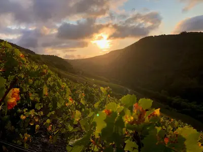 Sonnenuntergang im Weinberg