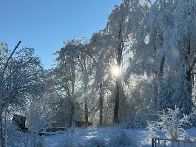 Blick auf den Winterwald